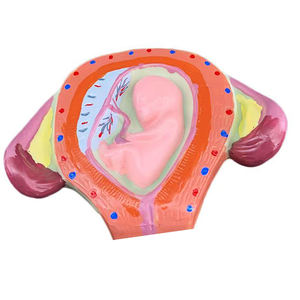 Modelo anatómico <span class=keywords><strong>del</strong></span> proceso de <span class=keywords><strong>desarrollo</strong></span> embrionario humano de 8 piezas - Product Image 6