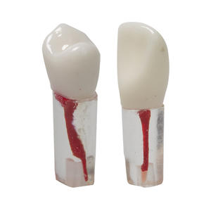 Resina de Práctica para Exámenes Dentales, Partículas de Dientes Simulados para Endodoncia, Extracción de Dientes, Terapia de Pulpa, Accesorio para Equipo Dental - Product Image 1