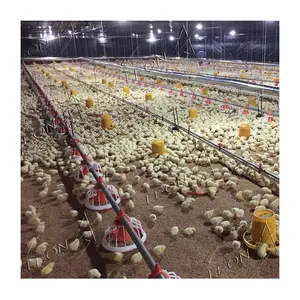 Costruzione di allevamento di pollame di pollo da carne a buon mercato in cina