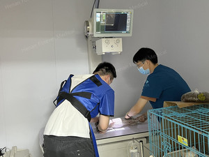 نظام تصوير بالأشعة السينية للحيوانات بسعر منخفض من الشركة المصنعة 35 كيلو وات عيادة بيطرية مستشفى بيطري آلة التصوير بالأشعة السينية الرقمية - Product Image 4