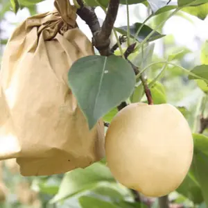 28*38 см водонепроницаемые бумажные пакеты для фруктов, защитная упаковка для фруктов, бумажный пакет с манго