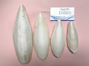 Qualité parfaite prix usine os de seiche taille du client à partir de 4cm poudre de coquillage en gros prêt pour l'exportation 2025 - Product Image 3