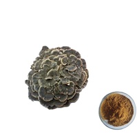 Ekstrak Jamur Turkey Tail Bubuk Polisakarida Trametes Versicolor untuk Suplemen Kesehatan