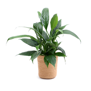 Corde De coton Panier Moderne Plancher Intérieur Jardinières, Organisateur De Stockage Panier Tissé Décor À <span class=keywords><strong>La</strong></span> <span class=keywords><strong>Maison</strong></span> - Product Image 3