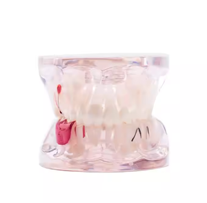 Modello Didattico per Igiene Orale Gelsonlab HSBM-447, Modello per Pulizia dei Denti, Grande Modello Dentale con 32 Denti - Product Image 4