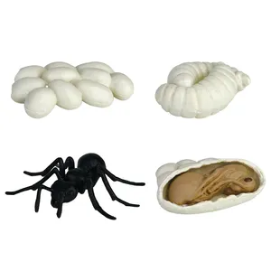 蚂蚁生长周期教育蒙特梭利生命周期模型昆虫世界玩具