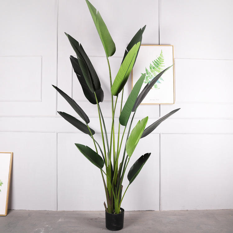 2.4m traveler banana