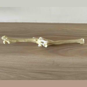 KyrenMed固体泡沫犬膝关节带股骨髌骨胫骨腓骨关节韧带用于兽医手术训练 - Product Image 5