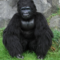 Costume de gorille animatronique grandeur nature de qualité supérieure, best-seller 2024