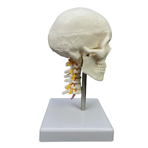 Modelo de Cráneo de 2 Partes con Vértebras Cervicales y Cerebro - Herramienta Educativa de Anatomía - Product Image 2