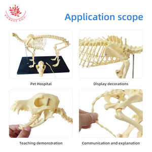 Modelo de <span class=keywords><strong>Esqueleto</strong></span> de Perro Pequeño, Modelo Anatómico de <span class=keywords><strong>Esqueleto</strong></span> Animal, Modelo Anatómico Médico de <span class=keywords><strong>Esqueleto</strong></span> <span class=keywords><strong>Canino</strong></span> - Product Image 6