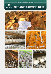 KLIFE OEM ODM <span class=keywords><strong>Caffè</strong></span> Istantaneo ai Funghi in Polvere, Miscela di 10+ Funghi, Criniera di Leone per Concentrazione e Memoria - Product Image 6