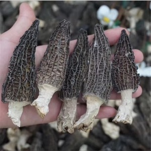 เห็ดมอเรลสีดำธรรมชาติจำนวนมากเห็ดดิบและแห้งในราคาโรงงาน - Product Image 2