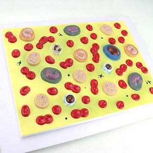 Modelo anatómico de glóbulos para medicina interna, enseñanza de Fisiopatología para estudiantes de clase, suministros de Maniquí de Hematología - Product Image 5