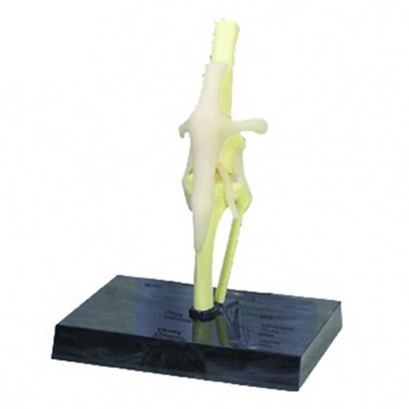 3d Hund Kniegelenk Modell medizinische Wissenschaft Hund Hund Kniegelenk  anatomisches Modell Lebensgre PVC Hund Kniegelenk Anatomie Modell|  Alibaba.com