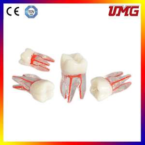 แบบจำลองฟันเรซิ่นทางกายวิภาค รุ่น UM-8008 สำหรับการฝึกปฏิบัติทางทันตกรรมและวิทยาศาสตร์การแพทย์ - Product Image 4