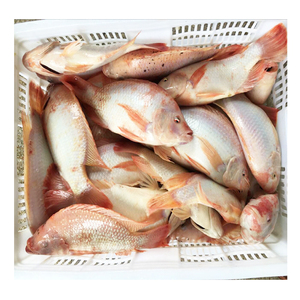 Tilapia Rossa Premium Congelata 600-800g, Tilapia Intera Congelata - Product Image 5