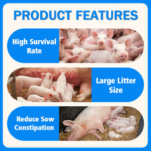Premezcla para Cerdas en Gestación al 4%: Aditivos Completos para Alimento de Cerdos de Alta Nutrición |   Reduce el Estreñimiento y Aumenta la Capacidad Reproductiva - Product Image 4