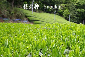 Caja <span class=keywords><strong>de</strong></span> Regalo <span class=keywords><strong>de</strong></span> Té Verde, Té Orgánico Instantáneo en Polvo, Matcha <span class=keywords><strong>de</strong></span> Grado Instrumental, Apto para Repostería, Bebidas Latte - Product Image 5