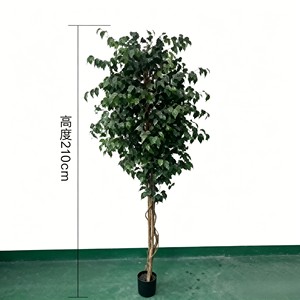 Directly From the Factory Ficus Pandurata Suitable As Indoor and Outdoor Decoration Durable and Evergreen - Product Image 2