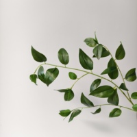 Plantes artificielles en gros pour mariage, verdure réaliste, ruscus italien, pour arrangements de mariage et décoration intérieure