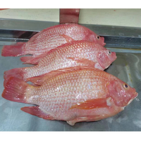 Tilapia Rouge Vivante Entière Congelée en Gros