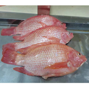 Tilapia roja de pescado vivo al por mayor tilapia roja redonda entera congelada - Product Image 4