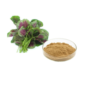 Poudre d'extrait d'amarante Extrait de feuille d'amarante 10:1 - Product Image 1