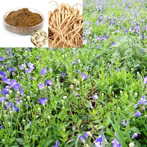 Platycodon Extract Powder 4:1\10:1\20:1 Platycodon Grandiflorum Extract Balloon Flower Root Extract