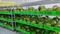 Biologische verse grapefruit pomelo citrusvruchten groene schil roze vruchtvlees 2kg Graad A 100% rijp Ben Tre Vietnam export