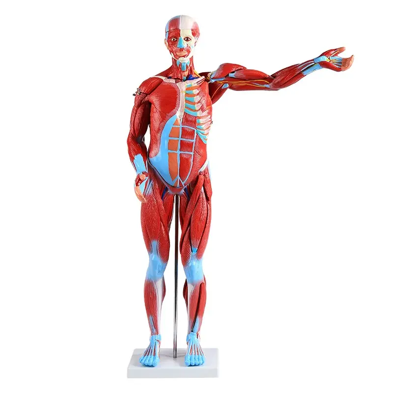 Advanced 170cm 80cm Human muscle model art medical simulation bone muscle tissue dissolving plane model fitness teaching model