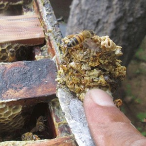 <span class=keywords><strong>Propolis</strong></span> brute de qualité agricole pour l'extraction - 30% / 40% / 50% / 60% Disponible - Product Image 2