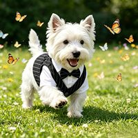 Gilet rayé et chemise blanche avec nœud papillon, design gentleman, pour mariage, séance photo, tenue pour animal de compagnie