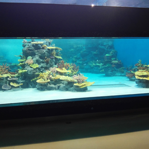 Moduli Tematici <span class=keywords><strong>in</strong></span> Corallo Artificiale e Roccia <span class=keywords><strong>in</strong></span> PU per Acquari e Oceanari - Product Image 6