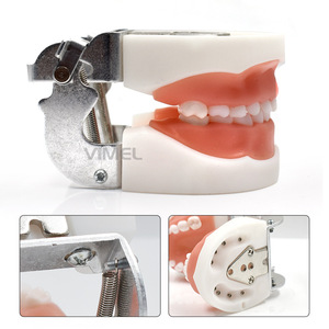 Modelo Dental Wemeile de 24 Dientes, Boca Completa Extraíble, Sección Transversal Ampliada, Dientes Patológicos para Educación - Product Image 2