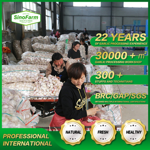 La más nueva cosecha <span class=keywords><strong>china</strong></span> de ajo blanco normal fresco <span class=keywords><strong>bolsa</strong></span> de malla a granel para las mejores ofertas de <span class=keywords><strong>hoy</strong></span> para Colombia a precio mayorista - Product Image 3