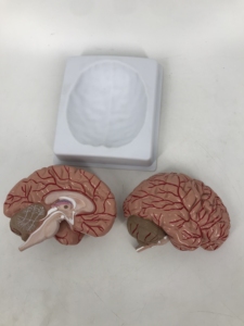 <strong>Brain</strong> Model with Arteries - Product Image 3