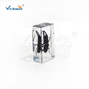 Especímen de Escarabajo Cornudo de Mandíbula Larga Encapsulado en Resina, Estructura Completa de Coleoptero para Enseñanza de Biología CE/ISO/ROHS/CNAS - Product Image 1