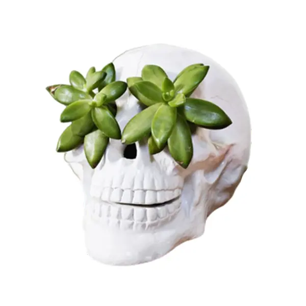 Macetas de cerámica con calavera para Halloween personalizadas, maceta con ojos suculentos, maceta de bonsái con calavera blanca, decoración del hogar de terror