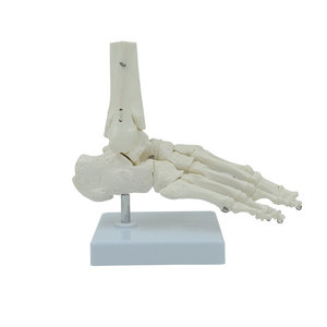 Modelo de esqueleto de articulación de pie humano de tamaño real DARHMMY para ciencia médica - Product Image 2
