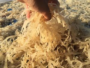 EXPORTADOR CONFIABLE VIETNAMÉS EUCHEUMA COTTONII ALGAS MARINAS DE ALTA CALIDAD/Sra. Lima - Product Image 3