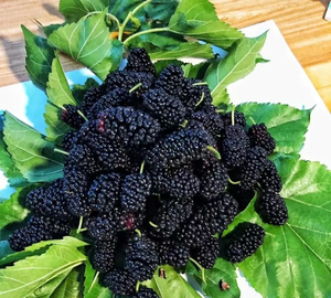 ขายส่งผงสารสกัดมัลเบอร์รี่บริสุทธิ์จากธรรมชาติและผงแอนโทไซยานินเกรดอาหารจากโรงงาน - Product Image 2