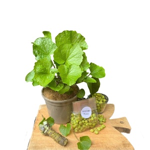 <span class=keywords><strong>Prezzo</strong></span> di fabbrica la cassa Wasabi perfetto regalo in crescita per un amante della cucina <span class=keywords><strong>giapponese</strong></span> - Product Image 1