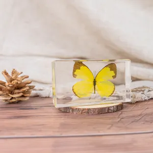 Fabbrica vendita calda regalo artigianale campioni biologici bella tassidermia vero insetto farfalla campione resina artigianato farfalla