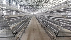 Cages à poulets en métal galvanisé à chaud pour élevage avicole, type A, <span class=keywords><strong>cage</strong></span> commerciale inclinée avec échelle pour <span class=keywords><strong>poules</strong></span> pondeuses - Product Image 6