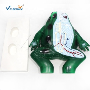 Modelos Anatómicos de Animales, Modelo de Anatomía de Rana, Modelo de Anatomía Animal - Product Image 4