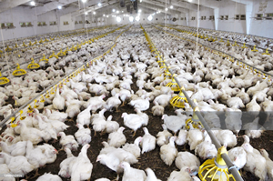 Ligne à boire pour éleveur de poulets de chair - Product Image 4