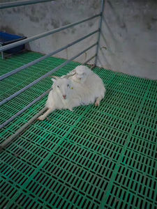 Prix de gros garanti de qualité <span class=keywords><strong>Cage</strong></span> à lattes en plastique 25X25 pour lapin - Product Image 6