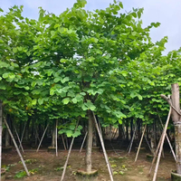 Arbre Bauhinia Blakeana, plantes ornementales résistantes à la chaleur, vente en gros, arbre d'orchidée de Hong Kong pour aménagement paysager moderne, arbre vivant