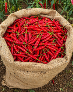 Piment rouge frais de haute qualité, piquant, marque Sulawesi, Indonésie, 2-5 cm, achat en vrac, épice brute, 0,2 kg - Product Image 3
